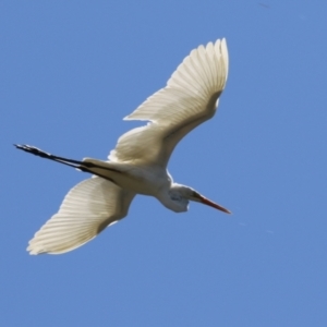 Ardea alba at Isabella Plains, ACT - 10 Oct 2023 02:05 PM