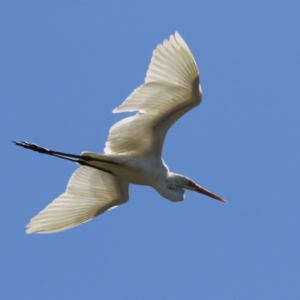 Ardea alba at Isabella Plains, ACT - 10 Oct 2023