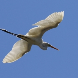 Ardea alba at Isabella Plains, ACT - 10 Oct 2023