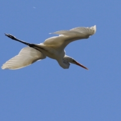 Ardea alba at Isabella Plains, ACT - 10 Oct 2023