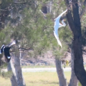 Ardea alba at Isabella Plains, ACT - 10 Oct 2023