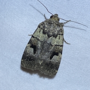 Thoracolopha verecunda at Jerrabomberra, NSW - suppressed