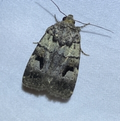 Thoracolopha verecunda at Jerrabomberra, NSW - suppressed