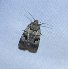 Thoracolopha verecunda at Jerrabomberra, NSW - suppressed