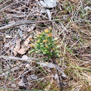 Erigeron sp. at Watson, ACT - 10 Oct 2023