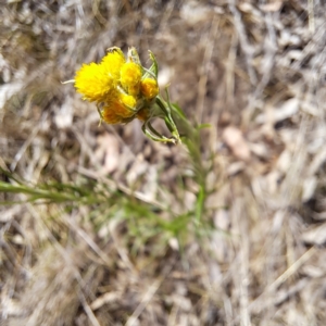 Chrysocephalum semipapposum at Watson, ACT - 10 Oct 2023