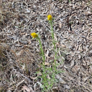 Chrysocephalum semipapposum at Watson, ACT - 10 Oct 2023 11:27 AM