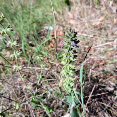 Salvia verbenaca var. verbenaca (Wild Sage) at Watson, ACT - 10 Oct 2023 by abread111