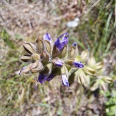 Salvia verbenaca var. verbenaca at Watson, ACT - 10 Oct 2023