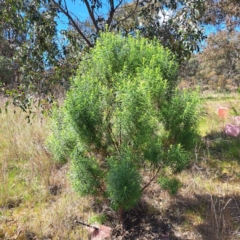 Cassinia longifolia at Watson, ACT - 10 Oct 2023