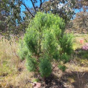 Cassinia longifolia at Watson, ACT - 10 Oct 2023