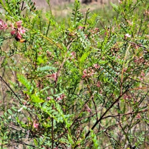 Indigofera adesmiifolia at Watson, ACT - 10 Oct 2023