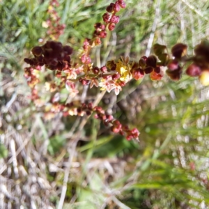 Rumex acetosella at Watson, ACT - 10 Oct 2023 12:45 PM