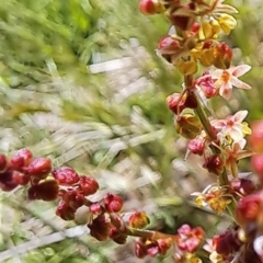 Rumex acetosella at Watson, ACT - 10 Oct 2023 12:45 PM