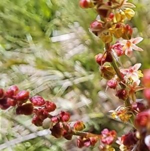 Rumex acetosella at Watson, ACT - 10 Oct 2023 12:45 PM