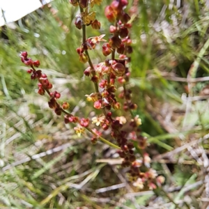 Rumex acetosella at Watson, ACT - 10 Oct 2023 12:45 PM