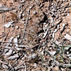 Oryctolagus cuniculus (European Rabbit) at Watson, ACT - 10 Oct 2023 by abread111