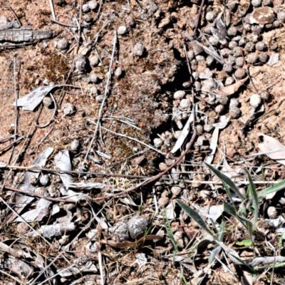 Oryctolagus cuniculus (European Rabbit) at Watson Woodlands - 10 Oct 2023 by abread111