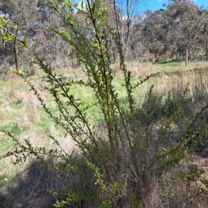 Pyracantha sp. at Watson, ACT - 10 Oct 2023