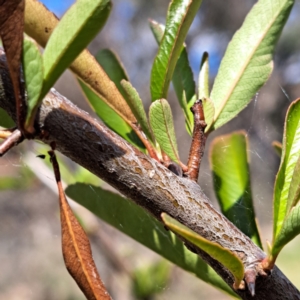 Pyracantha sp. at Watson, ACT - 10 Oct 2023