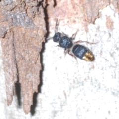 Odontomyrme sp. (genus) (A velvet ant) at Stromlo, ACT - 7 Oct 2023 by Harrisi