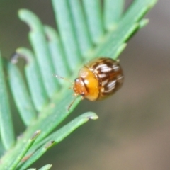 Peltoschema delicatulum (Leaf beetle) at O'Connor, ACT - 7 Oct 2023 by Harrisi