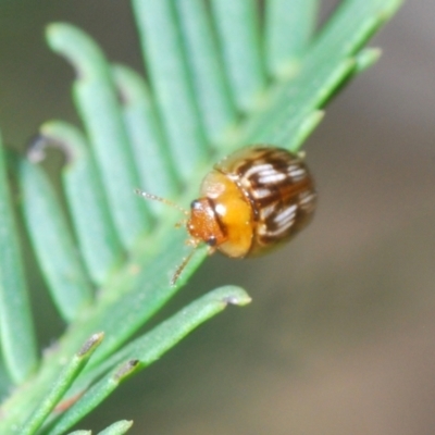 Peltoschema delicatulum (Leaf beetle) at O'Connor, ACT - 7 Oct 2023 by Harrisi