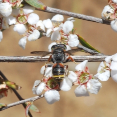 Cerceris sp. (genus) (Unidentified Cerceris wasp) at O'Connor, ACT - 9 Oct 2023 by Harrisi