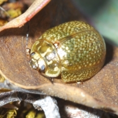 Paropsisterna cloelia (Eucalyptus variegated beetle) at Lyons, ACT - 8 Oct 2023 by Harrisi