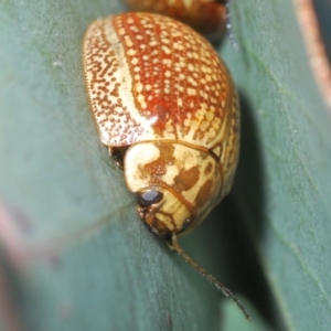 Paropsisterna decolorata at Lyons, ACT - 8 Oct 2023