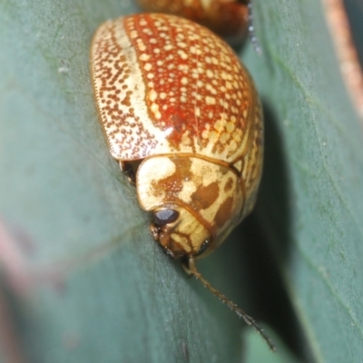 Paropsisterna decolorata (A Eucalyptus leaf beetle) at Lyons, ACT - 8 Oct 2023 by Harrisi
