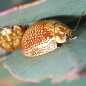 Paropsisterna decolorata at Lyons, ACT - 8 Oct 2023