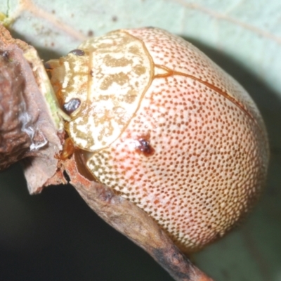 Paropsis atomaria (Eucalyptus leaf beetle) at Lyons, ACT - 8 Oct 2023 by Harrisi