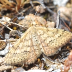 Scopula rubraria (Reddish Wave, Plantain Moth) at Oakey Hill - 8 Oct 2023 by Harrisi