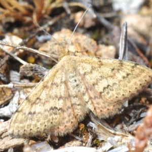 Scopula rubraria at Lyons, ACT - 8 Oct 2023 02:35 PM