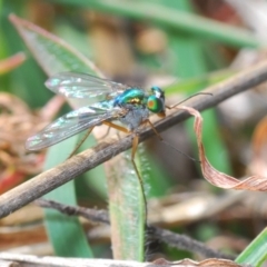 Dolichopodidae (family) (Unidentified Long-legged fly) at Lyons, ACT - 8 Oct 2023 by Harrisi