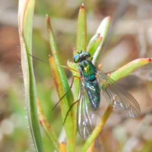 Dolichopodidae (family) at Lyons, ACT - 8 Oct 2023