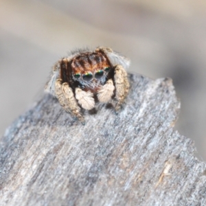 Maratus vespertilio at Lyons, ACT - suppressed