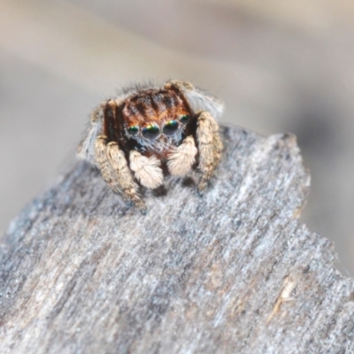 Maratus vespertilio (Bat-like peacock spider) at Oakey Hill - 8 Oct 2023 by Harrisi