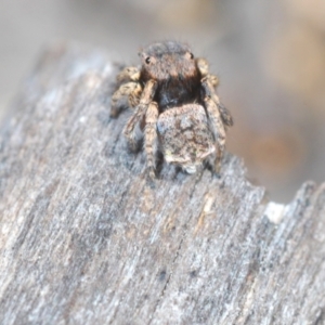 Maratus vespertilio at Lyons, ACT - 8 Oct 2023