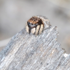 Maratus vespertilio at Lyons, ACT - suppressed