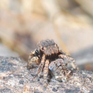 Maratus vespertilio at Lyons, ACT - 8 Oct 2023