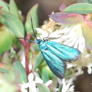 Pollanisus (genus) at Canberra Central, ACT - 9 Oct 2023