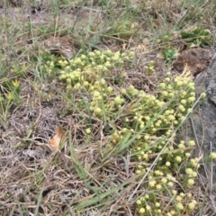 Scleranthus diander (Many-flowered Knawel) at Cook, ACT - 8 Oct 2023 by dwise