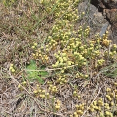 Scleranthus diander at Cook, ACT - 8 Oct 2023