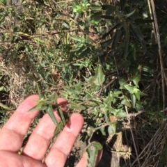 Pavonia hastata (Spearleaf Swampmallow) at Cook, ACT - 8 Oct 2023 by dwise