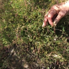 Einadia nutans subsp. nutans (Climbing Saltbush) at Mount Painter - 8 Oct 2023 by dwise