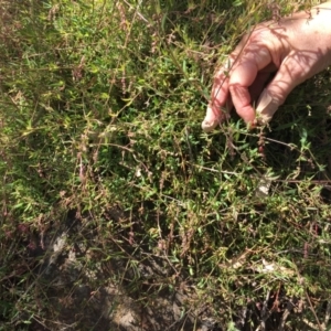 Einadia nutans subsp. nutans at Cook, ACT - 8 Oct 2023 12:06 PM