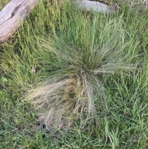 Nassella trichotoma at Watson, ACT - 10 Oct 2023