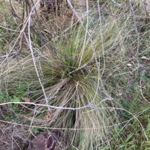 Nassella trichotoma at Watson, ACT - 10 Oct 2023